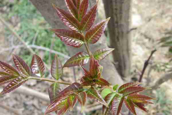 冬天可以种植香椿吗(冬天可以种植香椿吗北方)